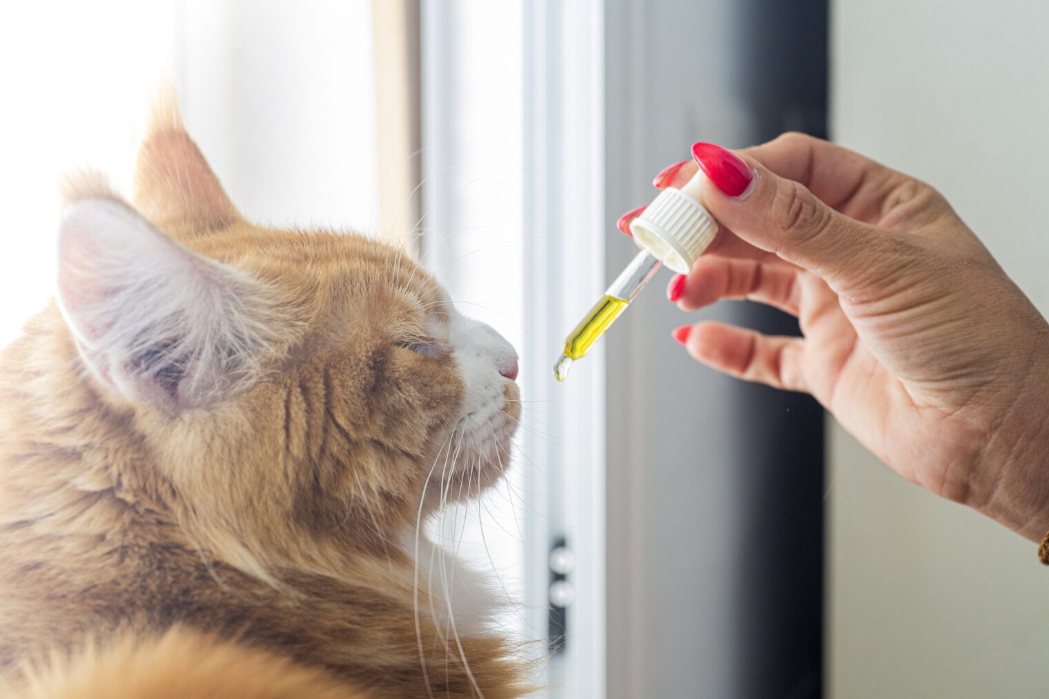 CBD for Pets