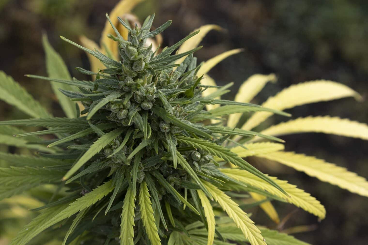Outdoor Cannabis Strains in Thailand