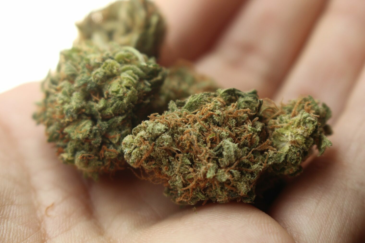 cali weed in 2024