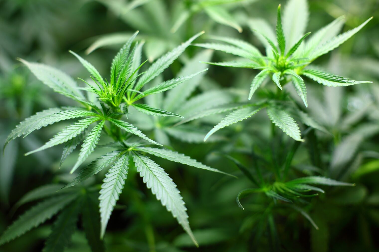 Buying Marijuana in Thailand