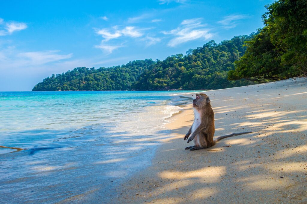 Top Thai Cannabis Travel Tips for 2024