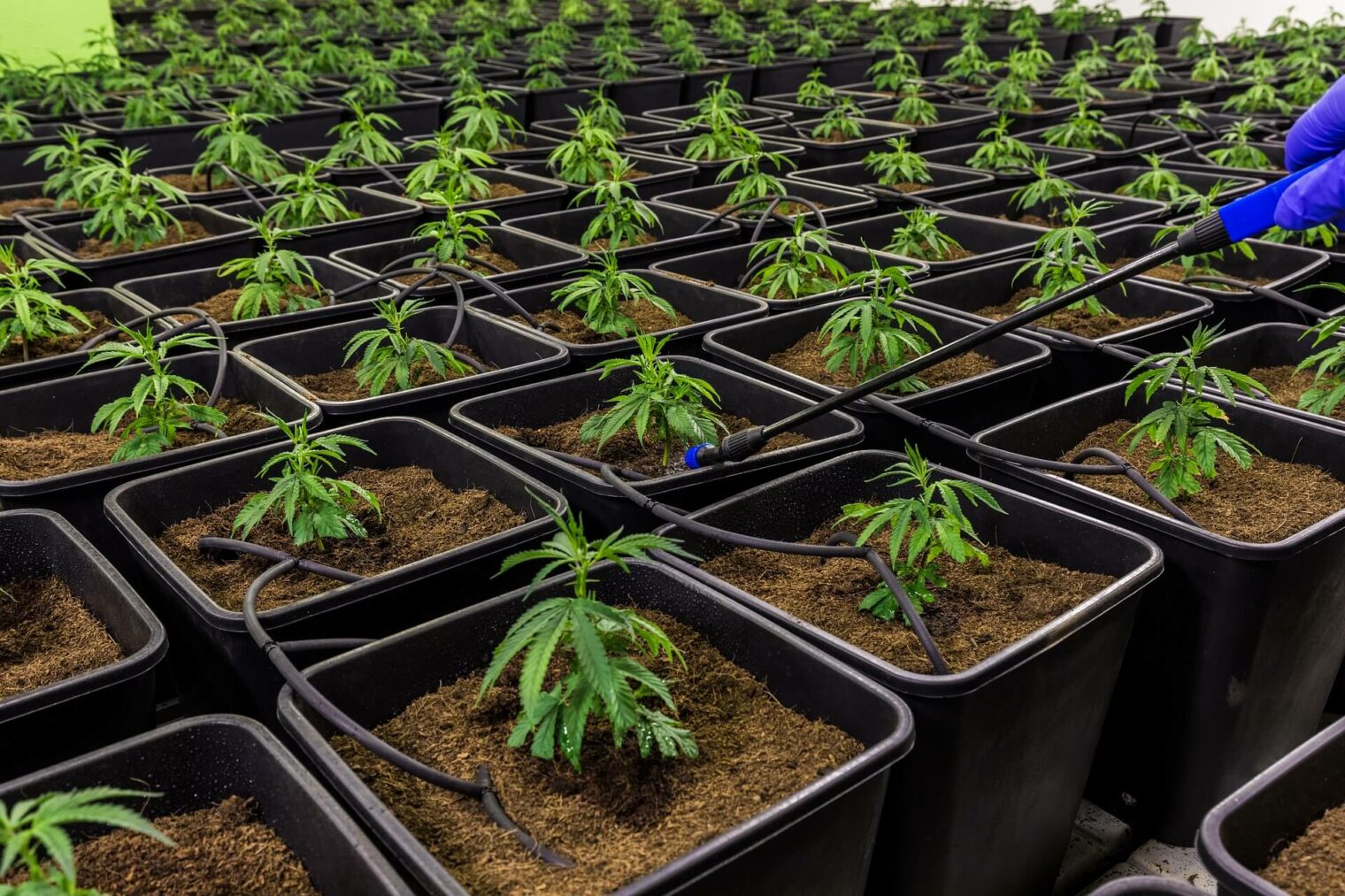 Successfully Cloning Weed Plants: A Comprehensive Guide - Cloud Nine ...