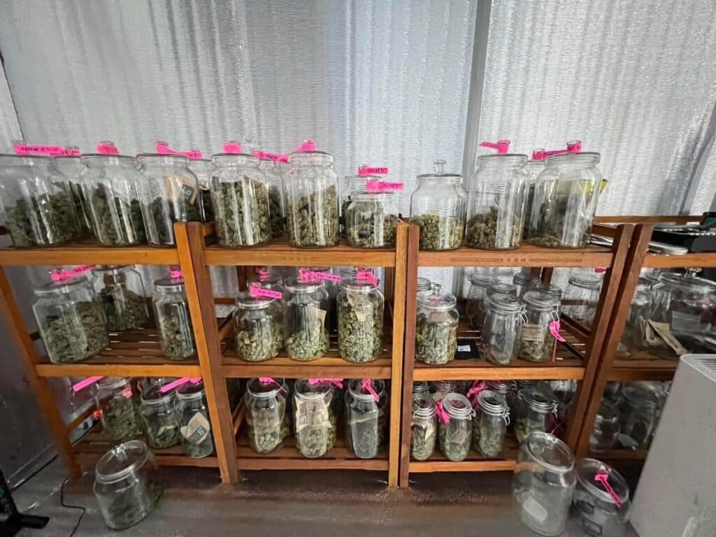 Pattaya Weed Nightlife