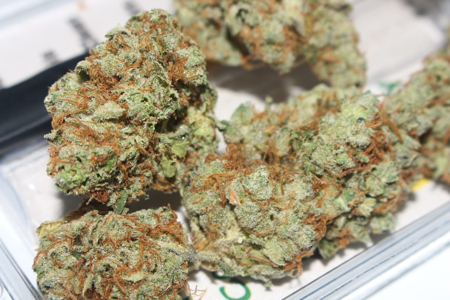 Cannabis Strains for Epilepsy