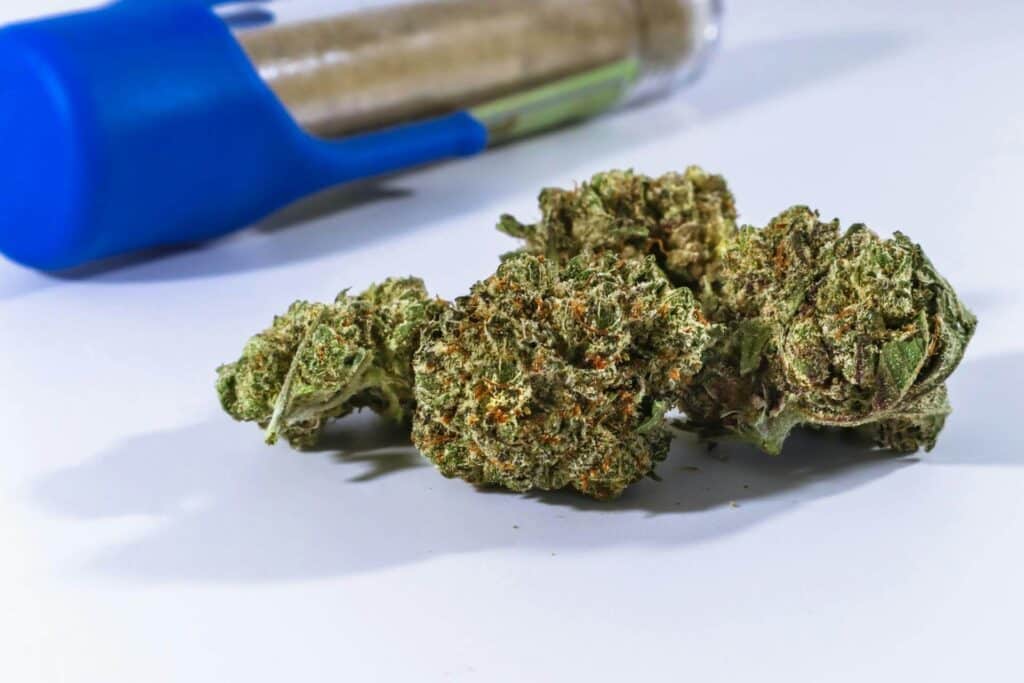 Top Weed Strains for Beginners in Thailand 2024