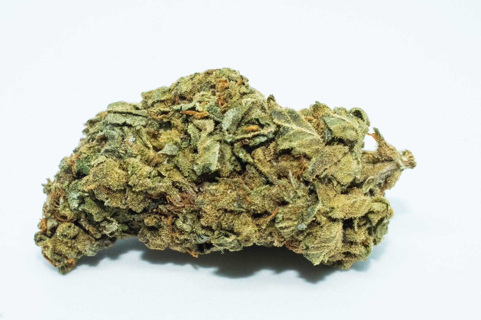 Gelato 31 strain