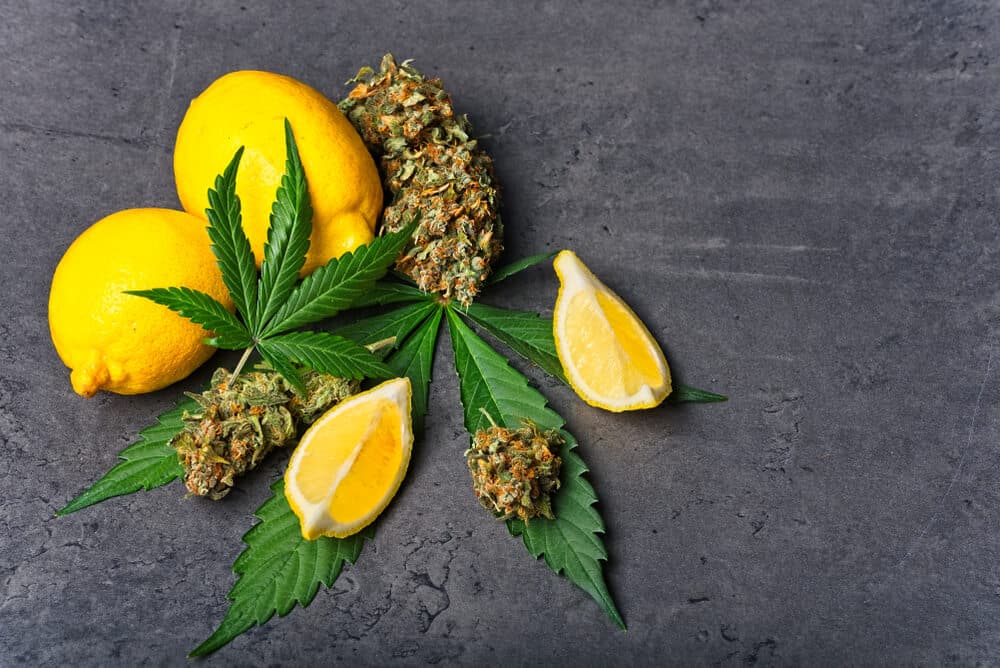 Healing Power of Terpenes