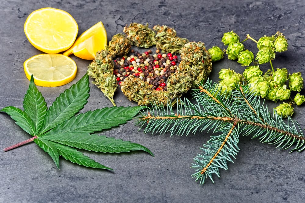 Terpene profiles