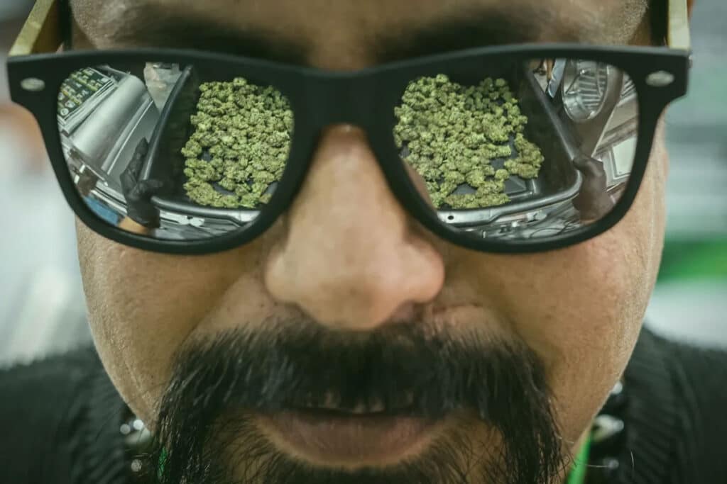 evolution of OG Kush