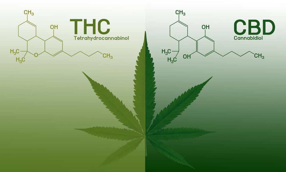 CBD เทียบกับ THC ในกรุงเทพฯ ในปี 2025