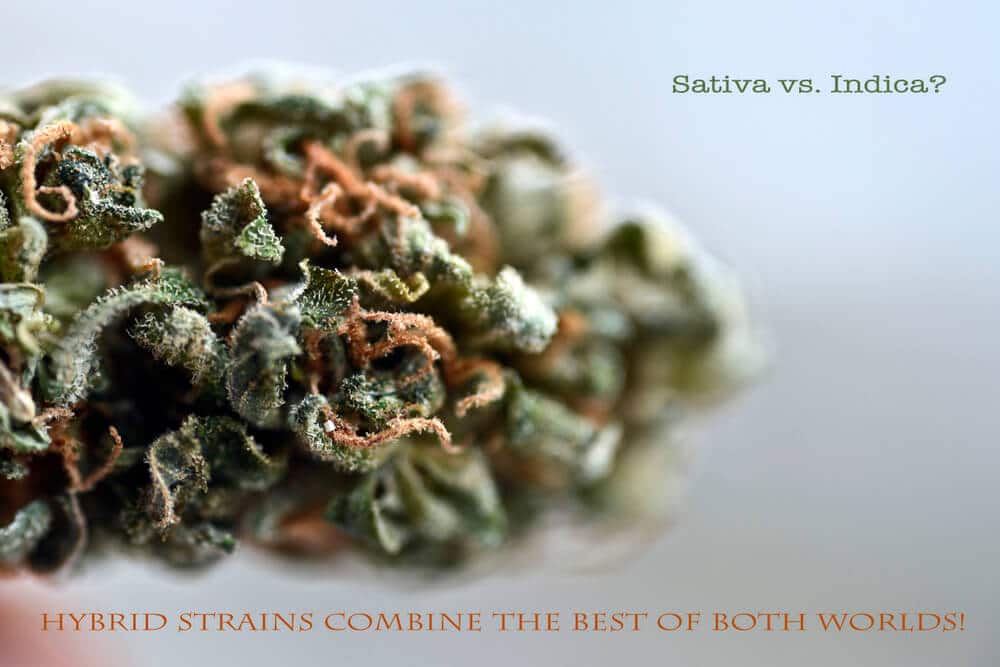 Sativa vs Indica in Bangkok