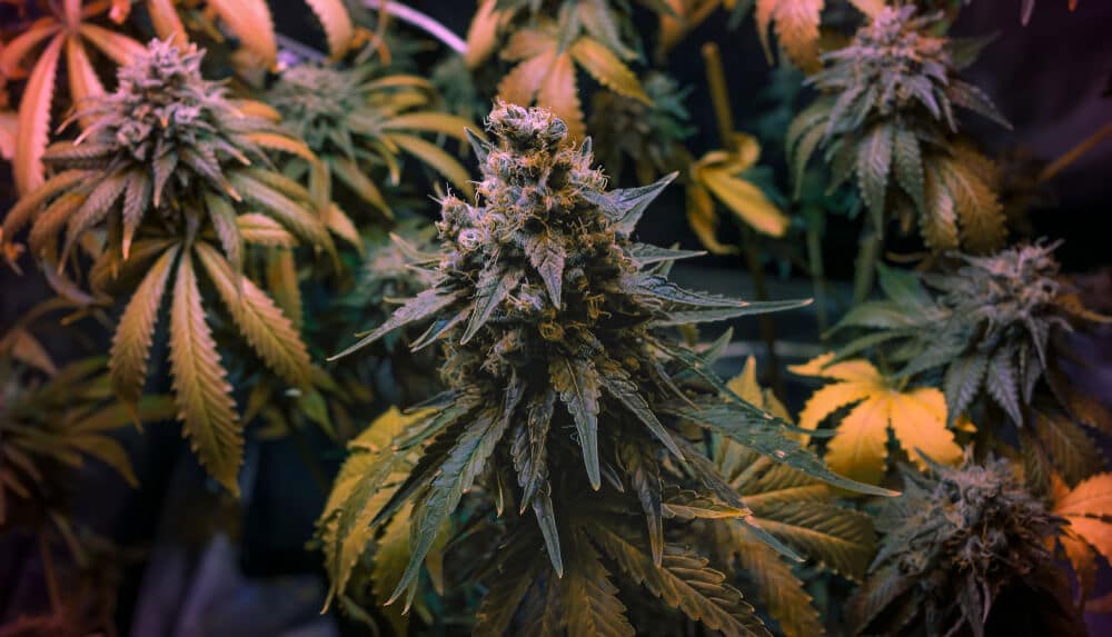 evolution of OG Kush