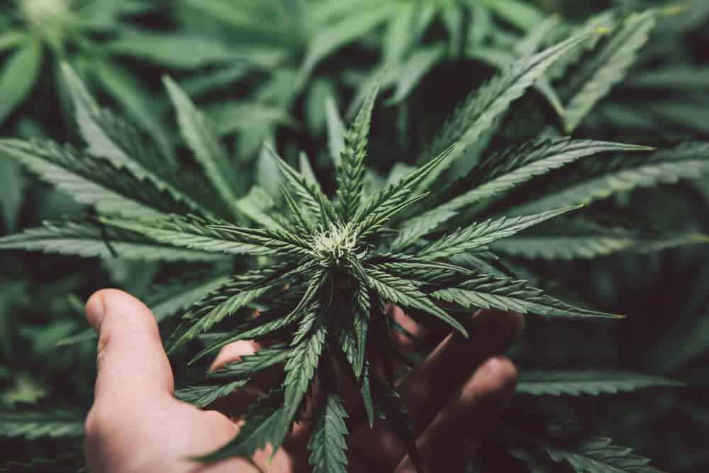 strongest Sativa strains