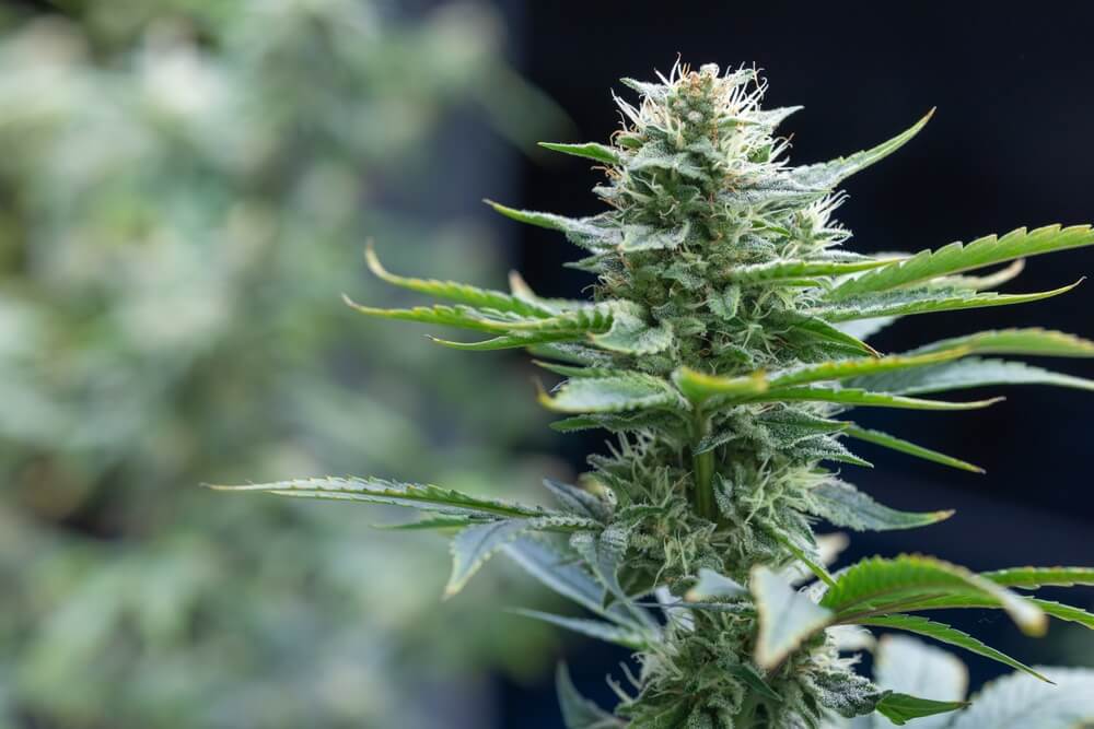strongest Sativa strains in 2025