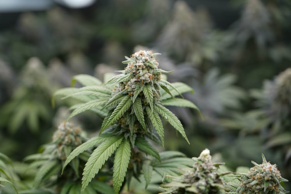 Weed In Thailand In 2025