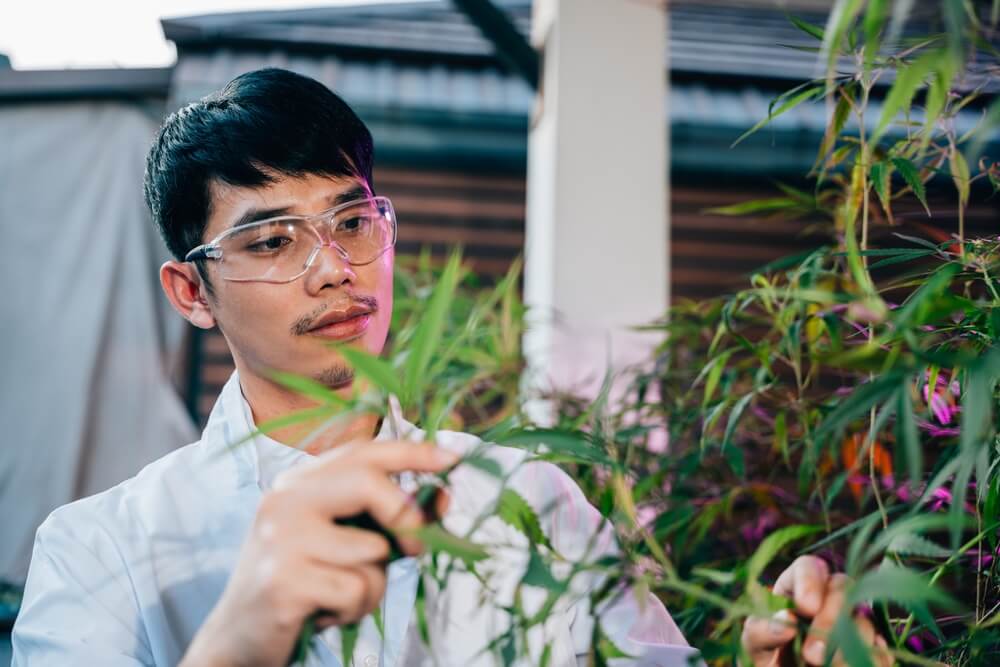 best Weed In Thailand In 2025