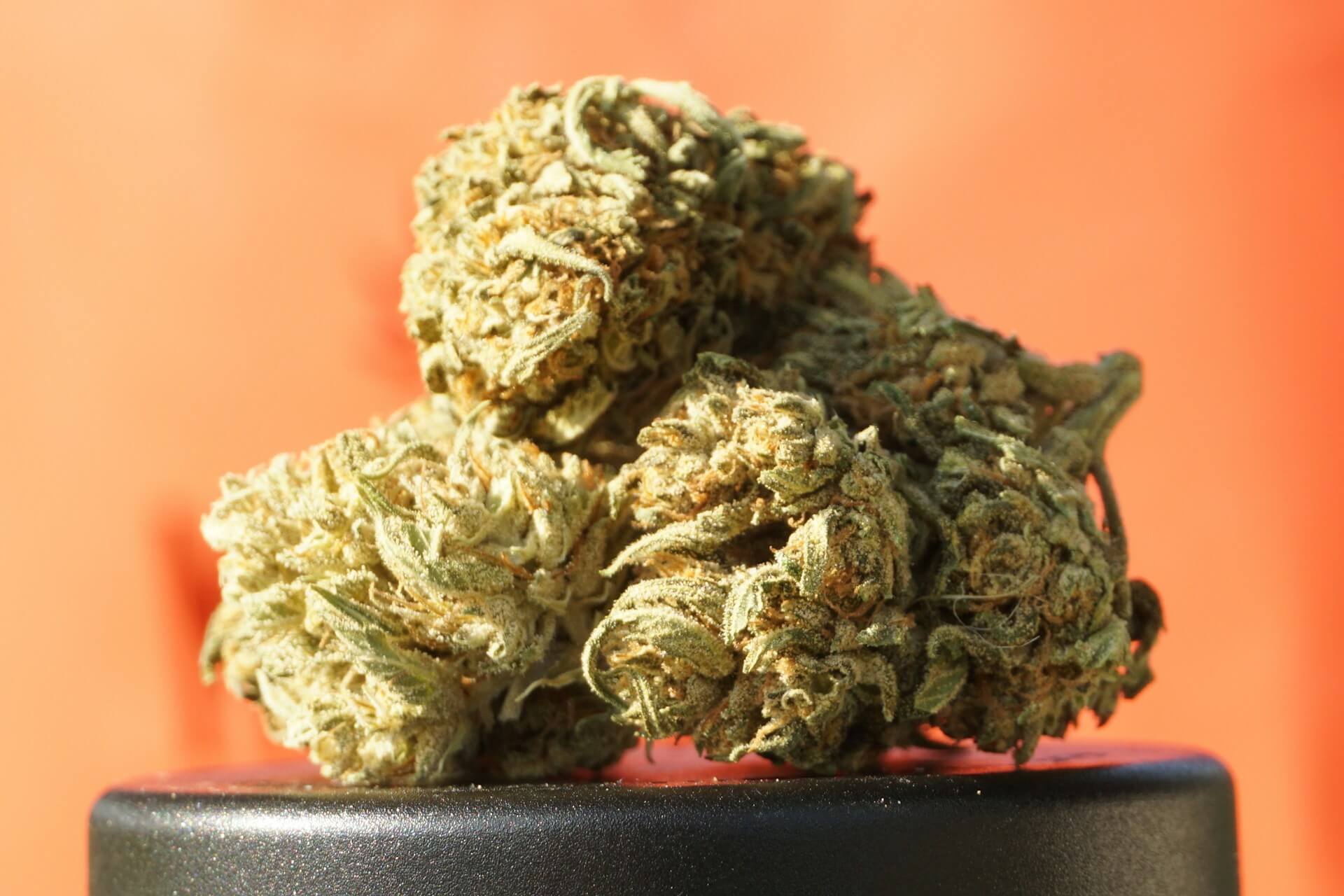 Cannabis Menus in Bangkok Explained: How to Choose the Right Strain at a Dispensary