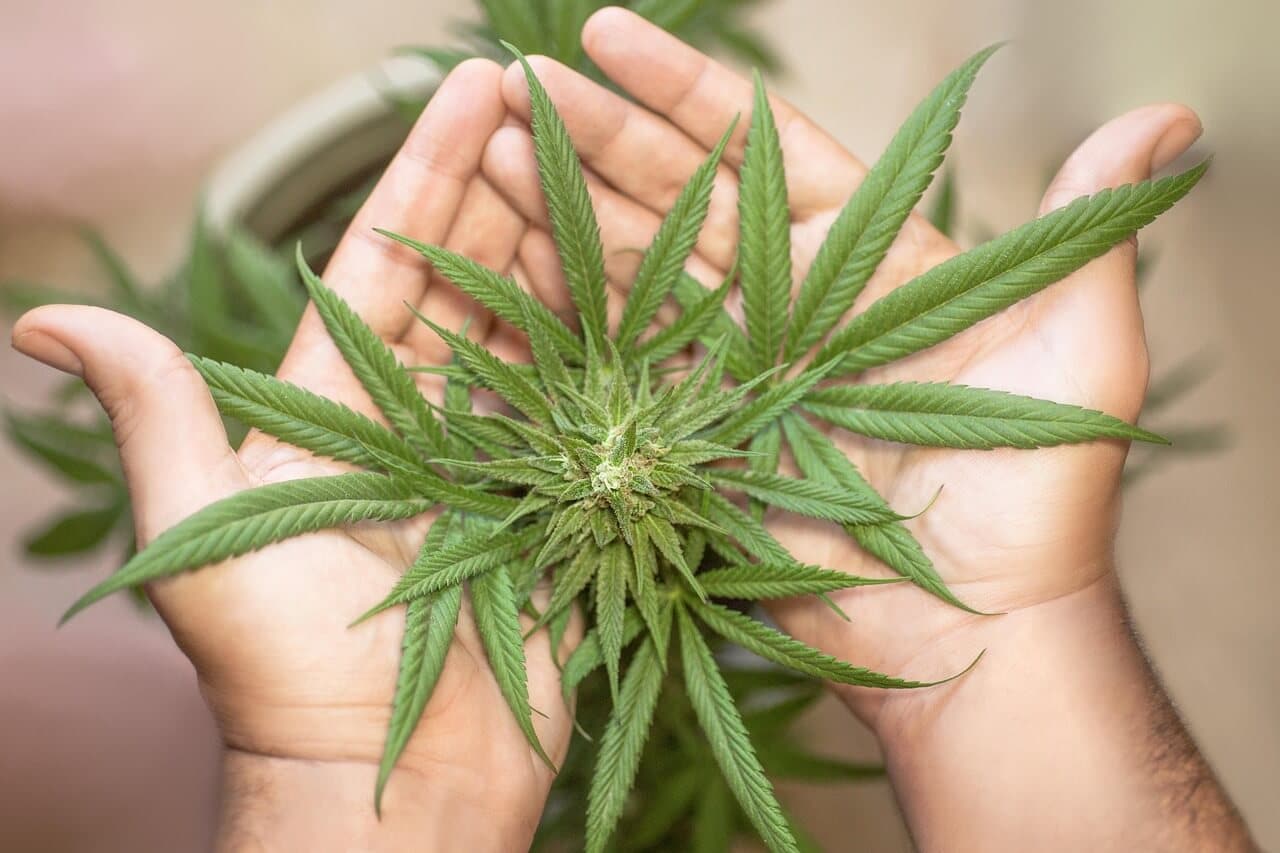 Legal Weed in Bangkok