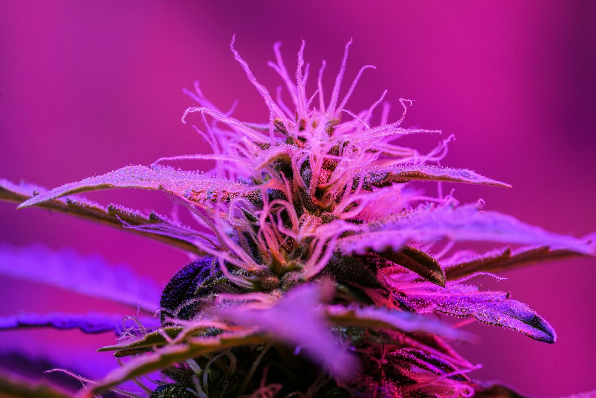 Premium cannabis retail in Bangkok