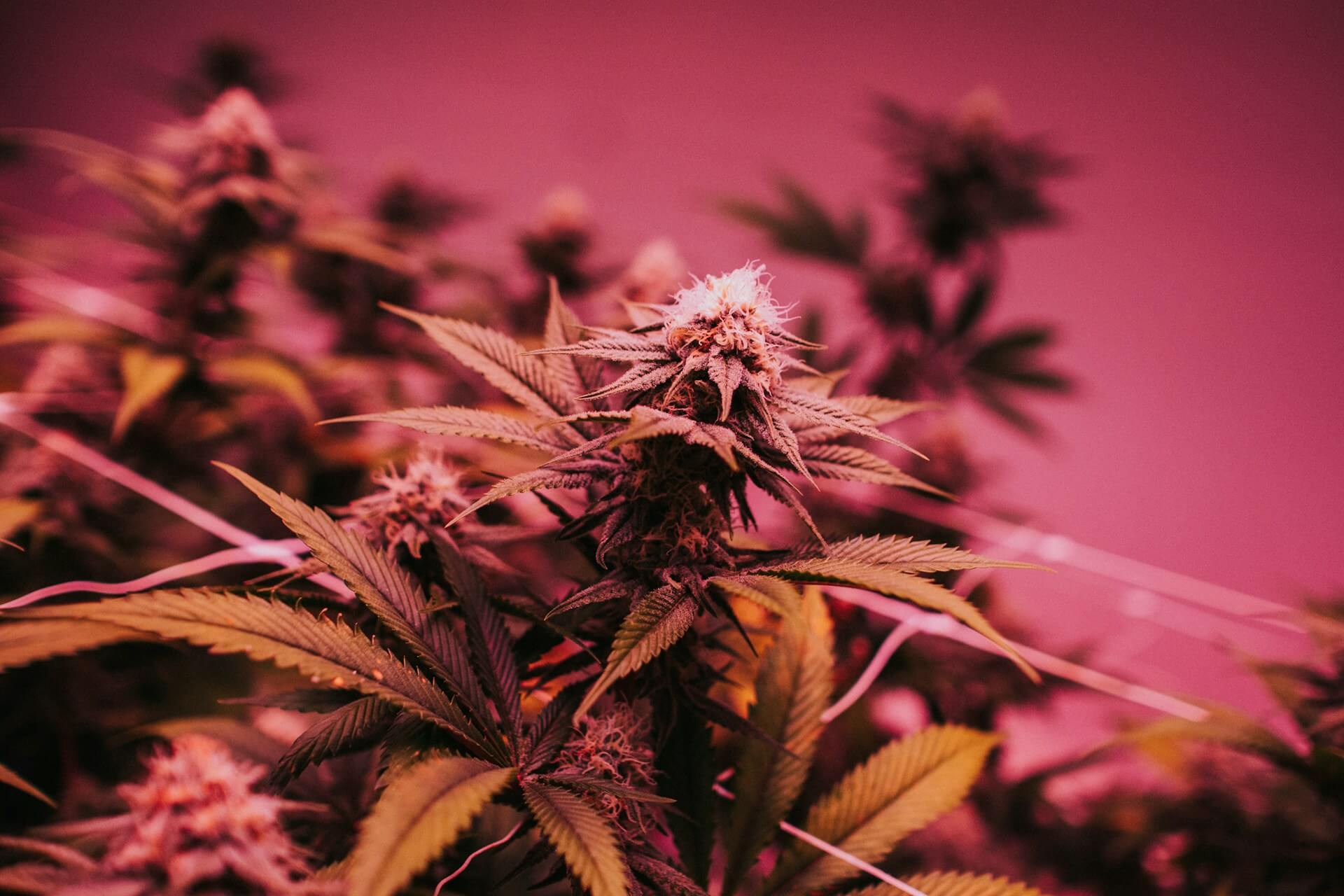 Premium cannabis retail in Bangkok in 2026