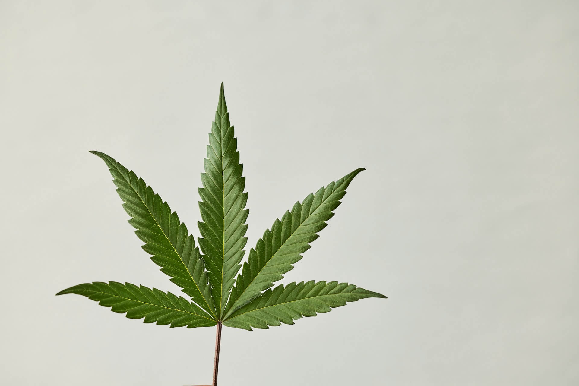 Cannabis lifestyle consumers in Bangkok