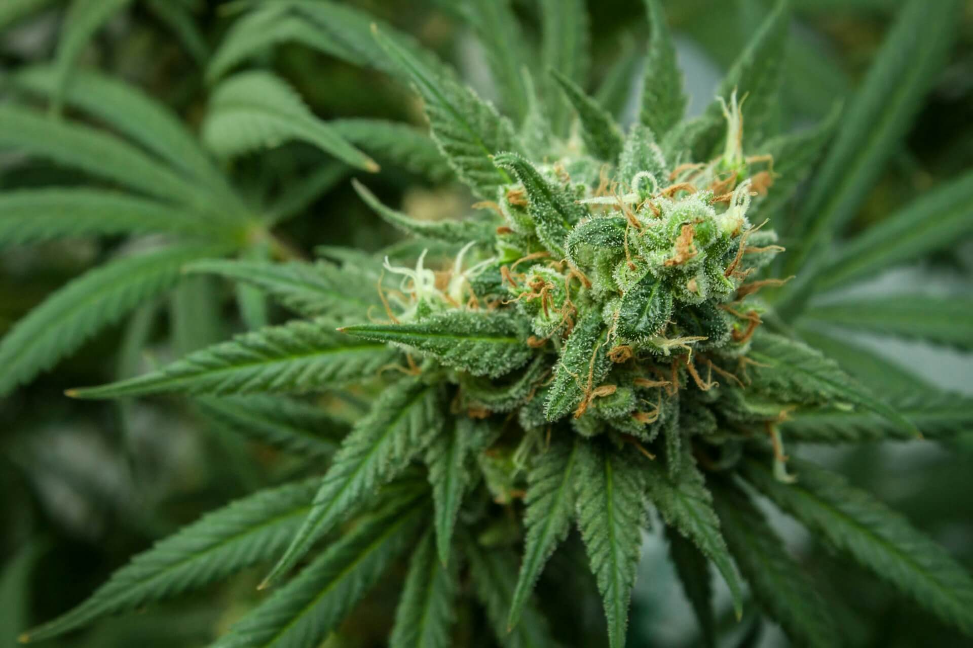 THC percentage